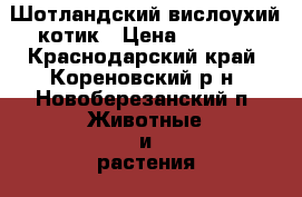 Шотландский вислоухий котик › Цена ­ 4 000 - Краснодарский край, Кореновский р-н, Новоберезанский п. Животные и растения » Кошки   